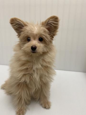 岩手県のポメプー(ポメラニアン×プードル) (ペットアミ 北上店/2025年9月6日生まれ/男の子/その他色)の子犬の3枚目の画像