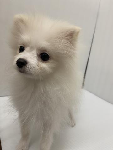 岩手県のポメラニアン (ペットアミ 北上店/2025年9月1日生まれ/男の子/クリーム)の子犬の2枚目の画像
