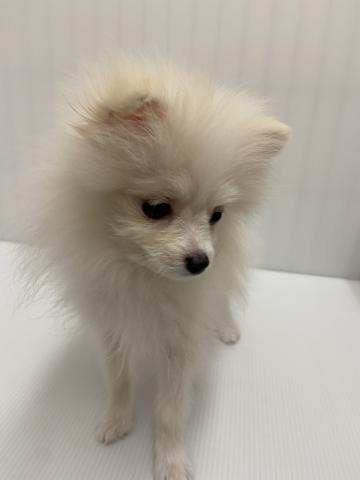 岩手県のポメラニアン (ペットアミ 北上店/2025年9月1日生まれ/男の子/クリーム)の子犬の3枚目の画像