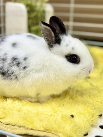ミニうさぎ