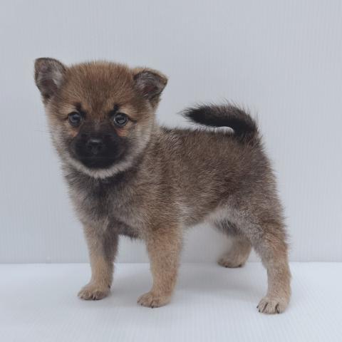 新潟県のハーフ犬・ミックス犬 (ペットアミ 新津店/2025年8月16日生まれ/女の子/セーブル)の子犬の1枚目の画像