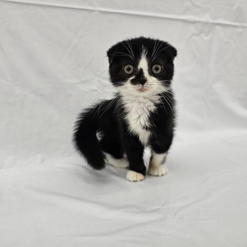 スコティッシュフォールド