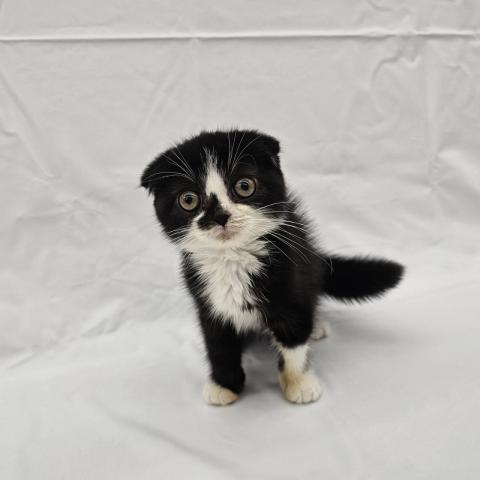 スコティッシュフォールド