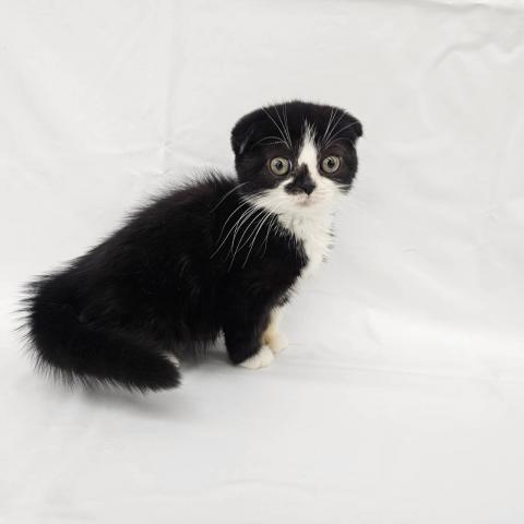 スコティッシュフォールド