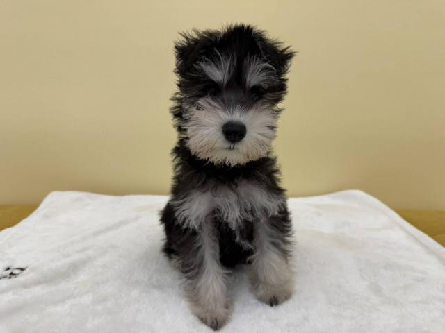 ミニチュアシュナウザー