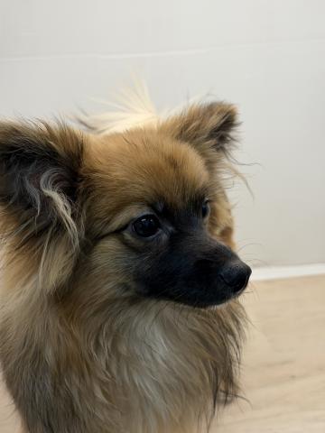 石川県のポメヨン/パピポメ/ポメパピ(ポメラニアン×パピヨン) (ペットアミ 津幡店/2025年6月7日生まれ/男の子/オレンジセーブル)の子犬の2枚目の画像