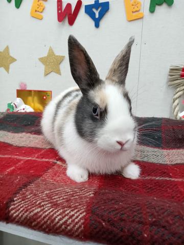 ミニウサギ