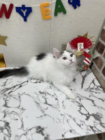 ノルウェージャンフォレストキャット