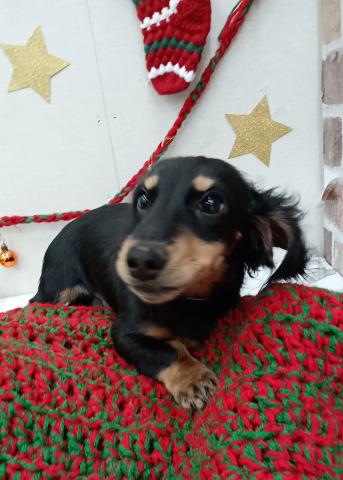 ミニチュアダックスフンド