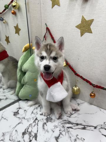 シベリアンハスキー