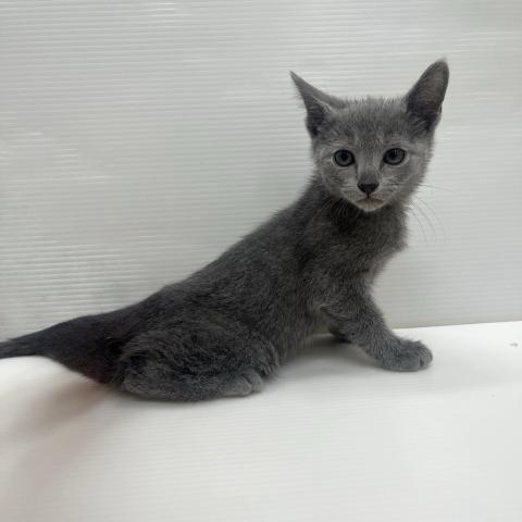 和歌山県のロシアンブルー (ペットアミ 岩出店/2025年9月19日生まれ/男の子/ブルー)の子猫の2枚目の画像