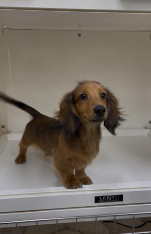 ミニチュアダックスフンド