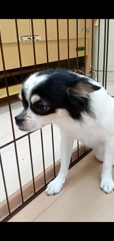 三重県のチワワ(ロング) (ペットアミ 明和店/2025年3月12日生まれ/男の子/パーティーカラー)の子犬