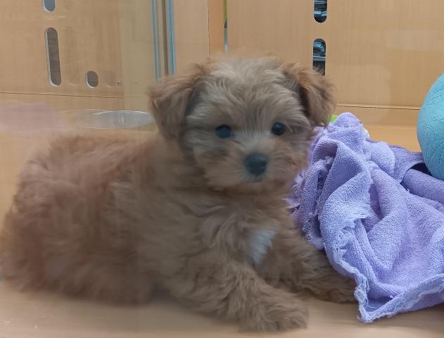 新潟県のチワプー/プーチー(チワワ×プードル) (ペットアミ 六日町店/2025年10月31日生まれ/男の子/レッド)の子犬の3枚目の画像