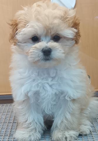 新潟県のマルプー(マルチーズ×プードル) (ペットアミ 六日町店/2025年10月31日生まれ/女の子/クリーム)の子犬の1枚目の画像