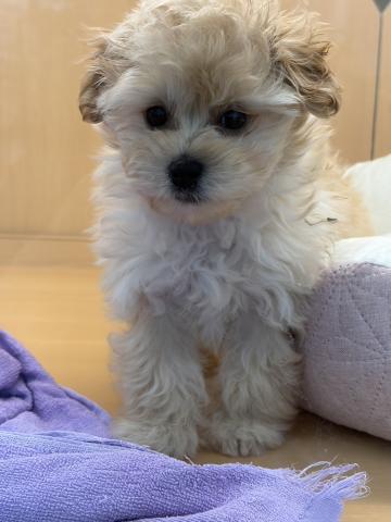 新潟県のマルプー(マルチーズ×プードル) (ペットアミ 六日町店/2025年10月31日生まれ/女の子/クリーム)の子犬の3枚目の画像