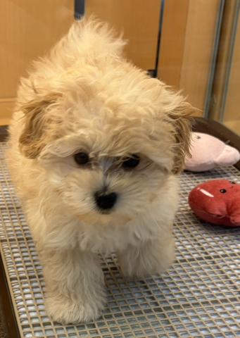 新潟県のマルプー(マルチーズ×プードル) (ペットアミ 六日町店/2025年10月31日生まれ/女の子/クリーム)の子犬の4枚目の画像