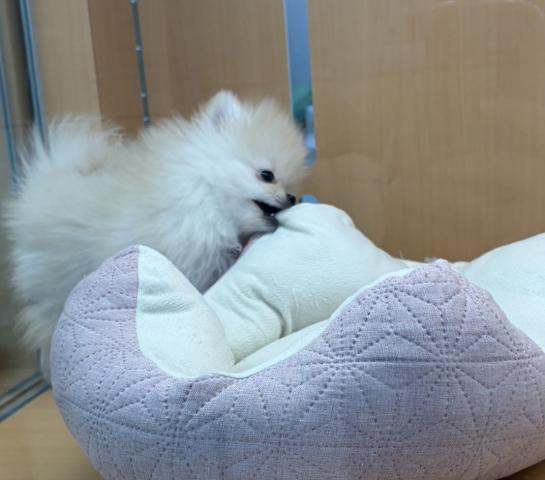 新潟県のポメラニアン (ペットアミ 六日町店/2025年12月19日生まれ/男の子/クリーム)の子犬の3枚目の画像