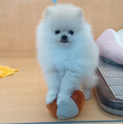 新潟県のポメラニアン (ペットアミ 六日町店/2025年12月19日生まれ/男の子/クリーム)の子犬の4枚目の画像