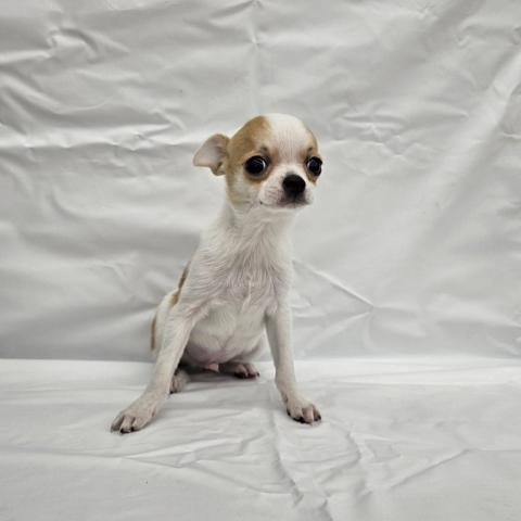 チワワ（スムースコート）