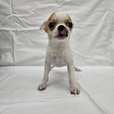 チワワ（スムースコート）