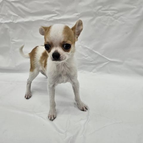 チワワ（スムースコート）