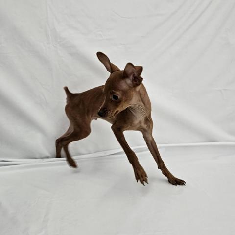 ミニチュアピンシャー