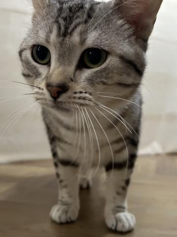 アメリカンショートヘアー