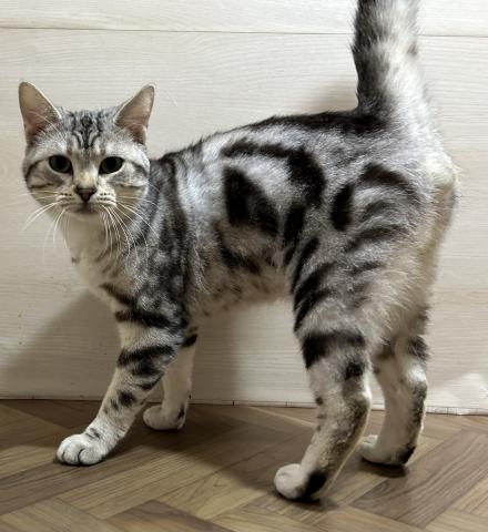 和歌山県のアメリカンショートヘアー (ペットアミ 和歌山インター店/2025年2月16日生まれ/男の子/シルバータビー)の子猫の2枚目の画像