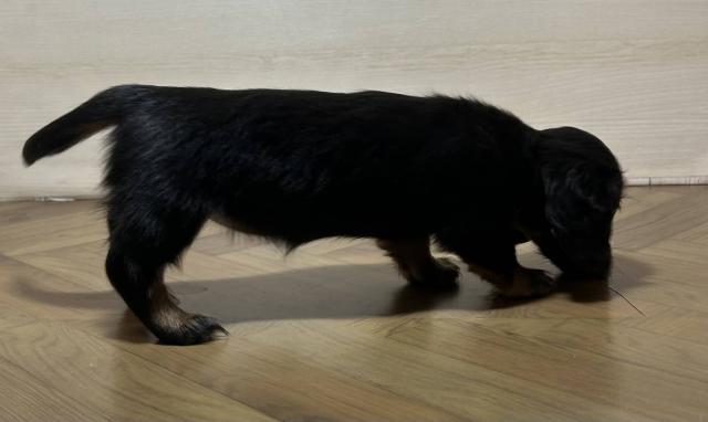 ミニチュアダックスフンド