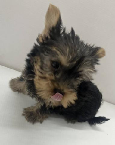 ヨークシャーテリア