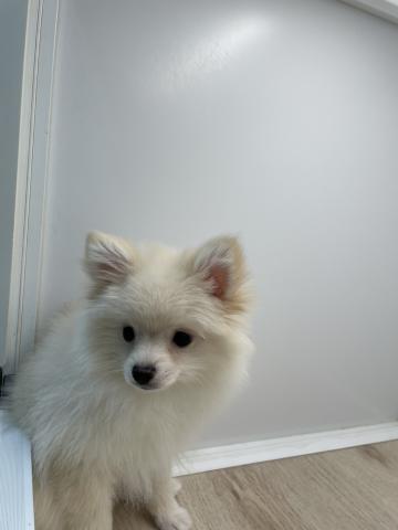 ポメラニアン