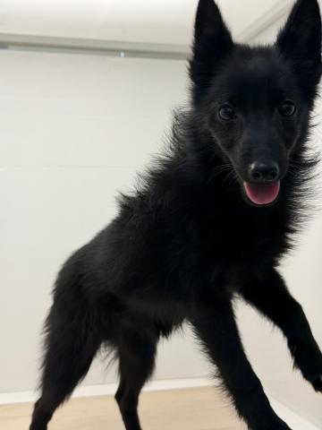 スキッパーキー