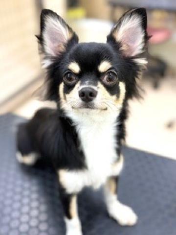 チワワ(ロングコート)