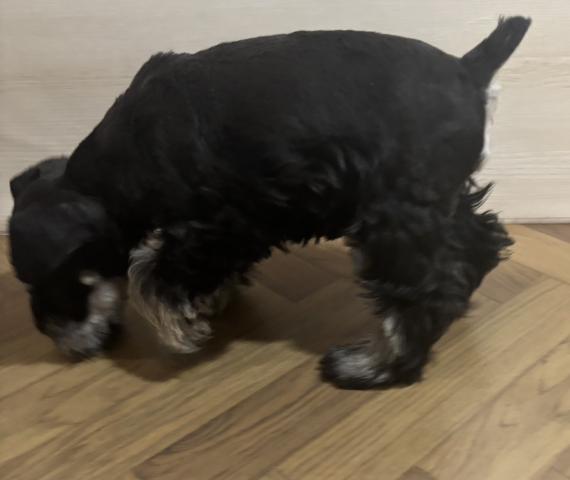 ミニチュアシュナウザー