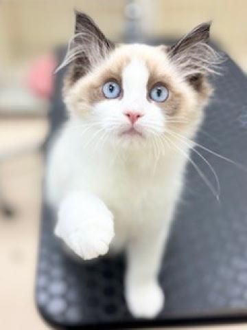 新潟県のラグドール (ペットアミ 柏崎店/2025年9月29日生まれ/女の子/シルバーポイントカラー)の子猫の1枚目の画像