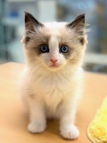 新潟県のラグドール (ペットアミ 柏崎店/2025年9月29日生まれ/女の子/シルバーポイントカラー)の子猫の3枚目の画像