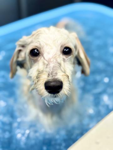 新潟県のマルプー(マルチーズ×プードル) (ペットアミ 柏崎店/2025年4月25日生まれ/男の子/アプリコット)の子犬の4枚目の画像