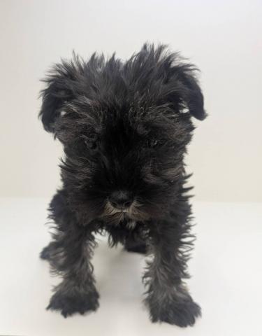 ジャックラッセルテリア