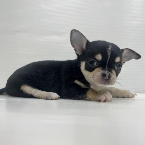 チワワ（スムースコート）