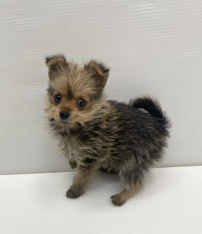 和歌山県のハーフ犬・ミックス犬 (ペットアミ 岩出店/2025年11月8日生まれ/女の子/その他色)の子犬の1枚目の画像