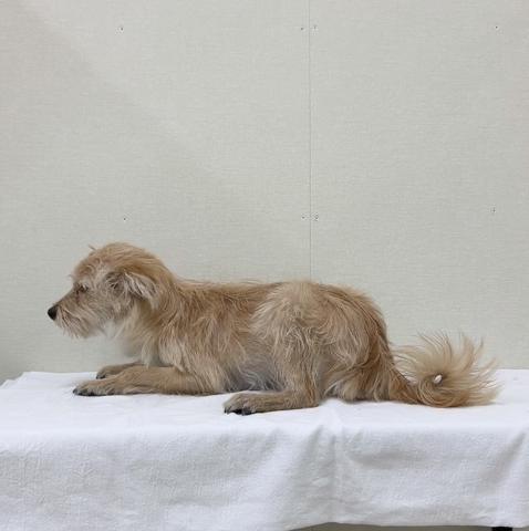 ポメラニアン✕トイプードル