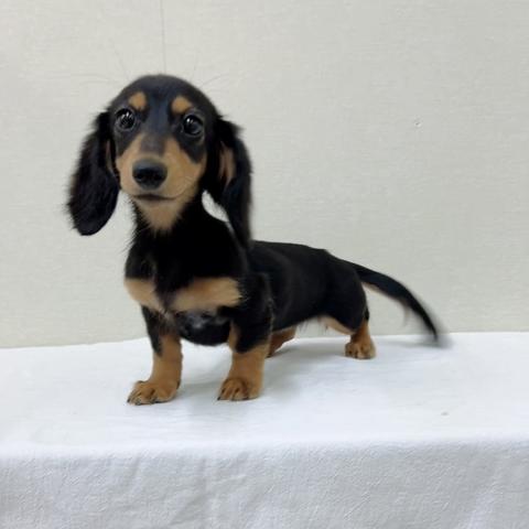 富山県のミニチュアダックスフンド(ロング) (ペットアミ宮野店/2025年9月15日生まれ/女の子/ブラックタン)の子犬の1枚目の画像