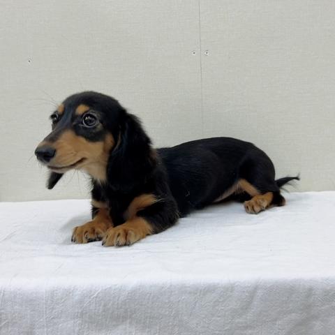 富山県のミニチュアダックスフンド(ロング) (ペットアミ宮野店/2025年9月15日生まれ/女の子/ブラックタン)の子犬の2枚目の画像