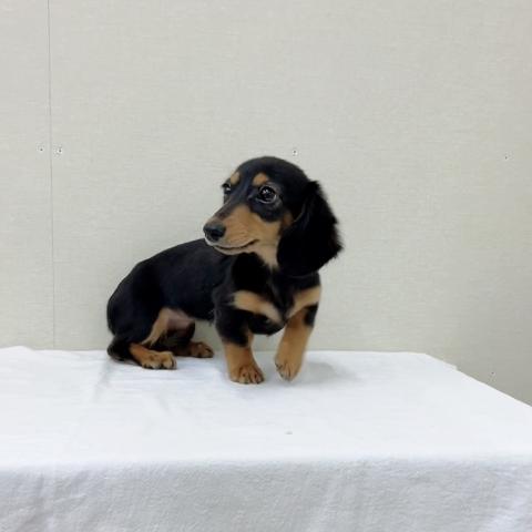 富山県のミニチュアダックスフンド(ロング) (ペットアミ宮野店/2025年9月15日生まれ/女の子/ブラックタン)の子犬の3枚目の画像