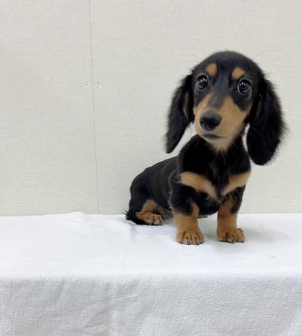 富山県のミニチュアダックスフンド(ロング) (ペットアミ宮野店/2025年9月15日生まれ/女の子/ブラックタン)の子犬の4枚目の画像