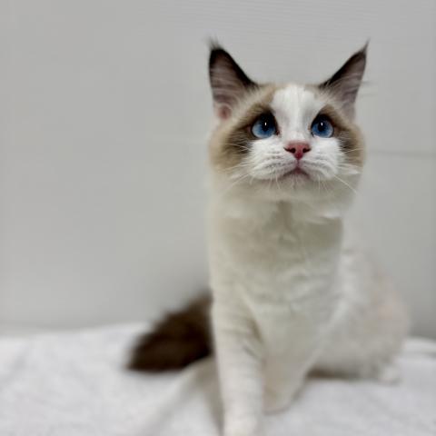 新潟県のラグドール (ペットアミ 加茂店/2025年8月28日生まれ/女の子/シールポイントバイカラー)の子猫の1枚目の画像