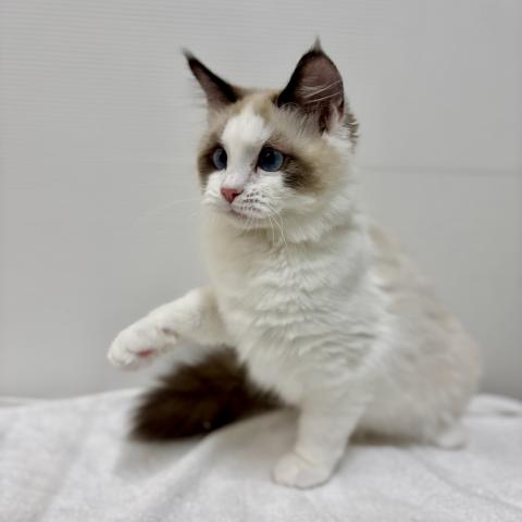 新潟県のラグドール (ペットアミ 加茂店/2025年8月28日生まれ/女の子/シールポイントバイカラー)の子猫の2枚目の画像