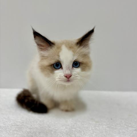 新潟県のラグドール (ペットアミ 加茂店/2025年8月28日生まれ/女の子/シールポイントバイカラー)の子猫の3枚目の画像