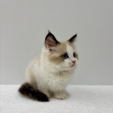 新潟県のラグドール (ペットアミ 加茂店/2025年8月28日生まれ/女の子/シールポイントバイカラー)の子猫の4枚目の画像